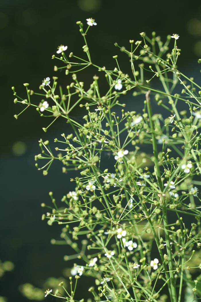 <p>complex panicle, distinct form, good for bog gardens, obligate, 2-4’ tall, 4-5'“ long ovate leaves, long stalks</p>