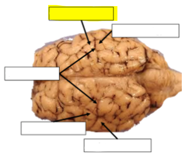 <p>what structure of the sheep brain is highlighted in yellow?</p>