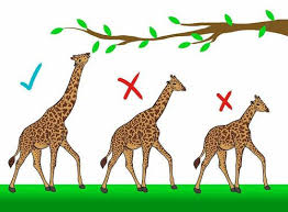 <p><span>process which organisms with traits that better enable them to adapt to their environment tend to survive and reproduce in greater numbers, passing on these advantageous traits to future generations.&nbsp;</span></p>