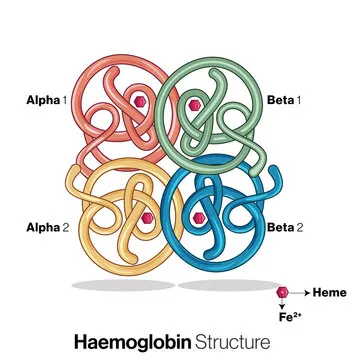 <p>It is composed on 4 polypeptide chains (tetramer, quaternary structure) connected to 4 heme groups (which contain iron)</p>