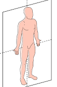 <p>Lengthwise plane that divides the body into anterior and posterior sections.</p>