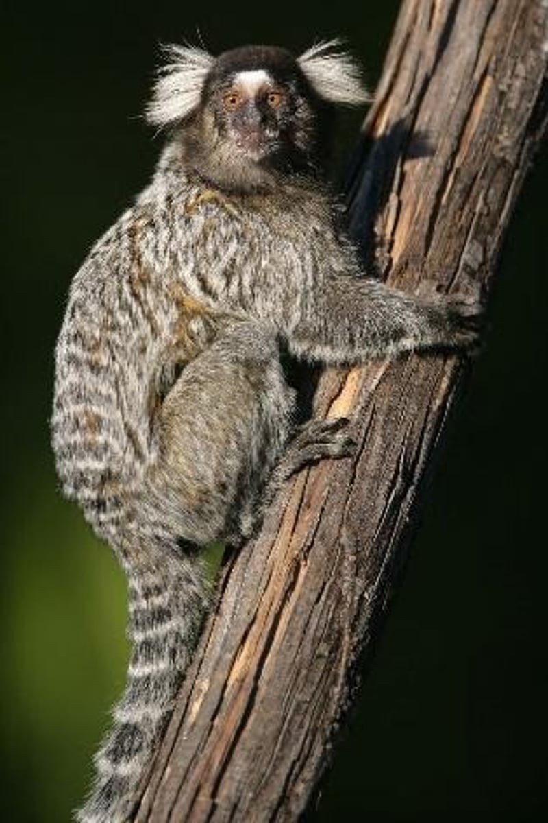 <p>Evidence exists in humans, marmosets, and rodents, indicating the evolutionary significance of attentional processes.</p>