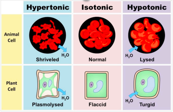 <p>Cell survival depends on balancing water uptake &amp; loss </p><h1 collapsed="false"><img src="https://knowt-user-attachments.s3.amazonaws.com/b27034a6-9ac4-4a14-9720-81056acb2bd3.jpeg"></h1>