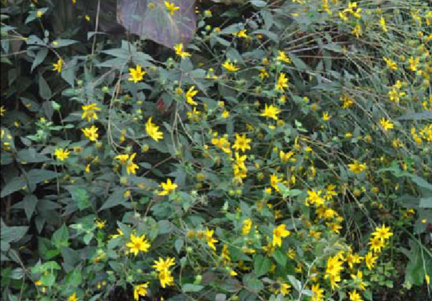 <p>Heliopsis helianthoides </p>