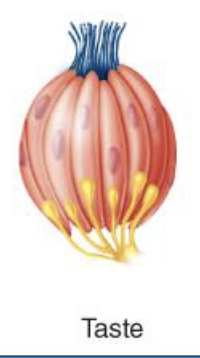 <p>Relating to the sense of taste, detecting chemicals typically found in food.</p><p>(taste)</p>