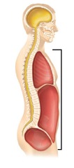 <p>Toward the belly</p>