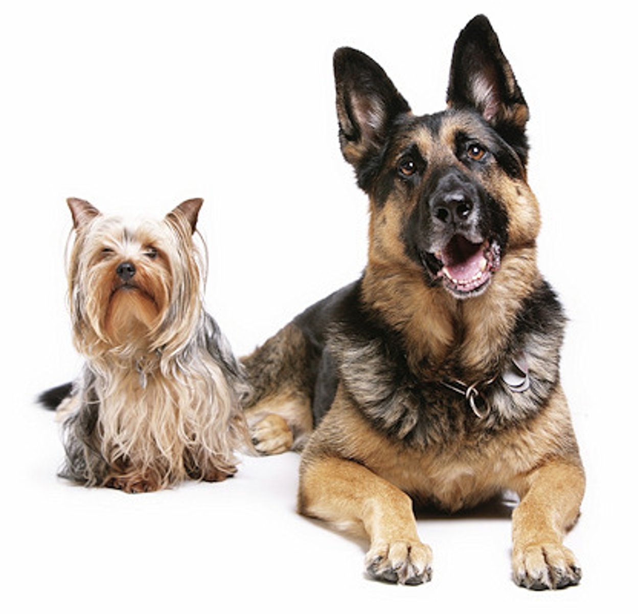 <p>dogs</p>
