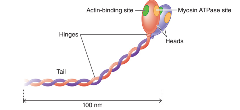 <ul><li><p>Thick filament with heads that form cross-bridges with actin.</p></li><li><p>Uses ATP to perform a power stroke, pulling actin toward the M-Line. </p></li></ul><p></p>