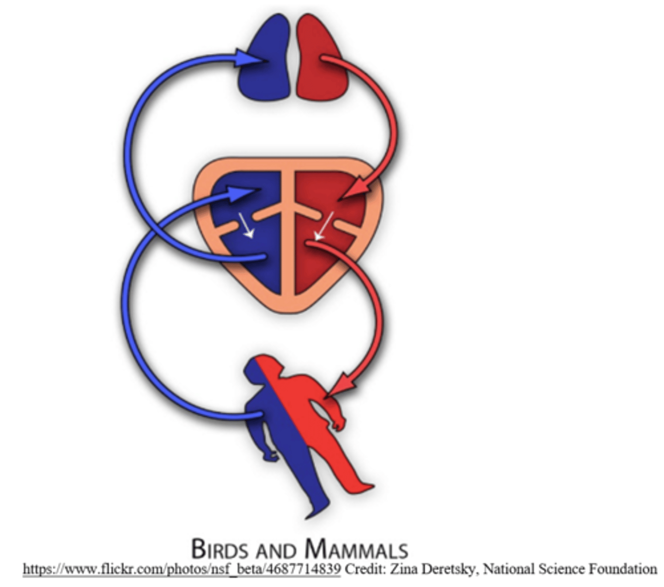 <p>because there are two separate ventricles for the deoxygenated and oxygenated blood</p>