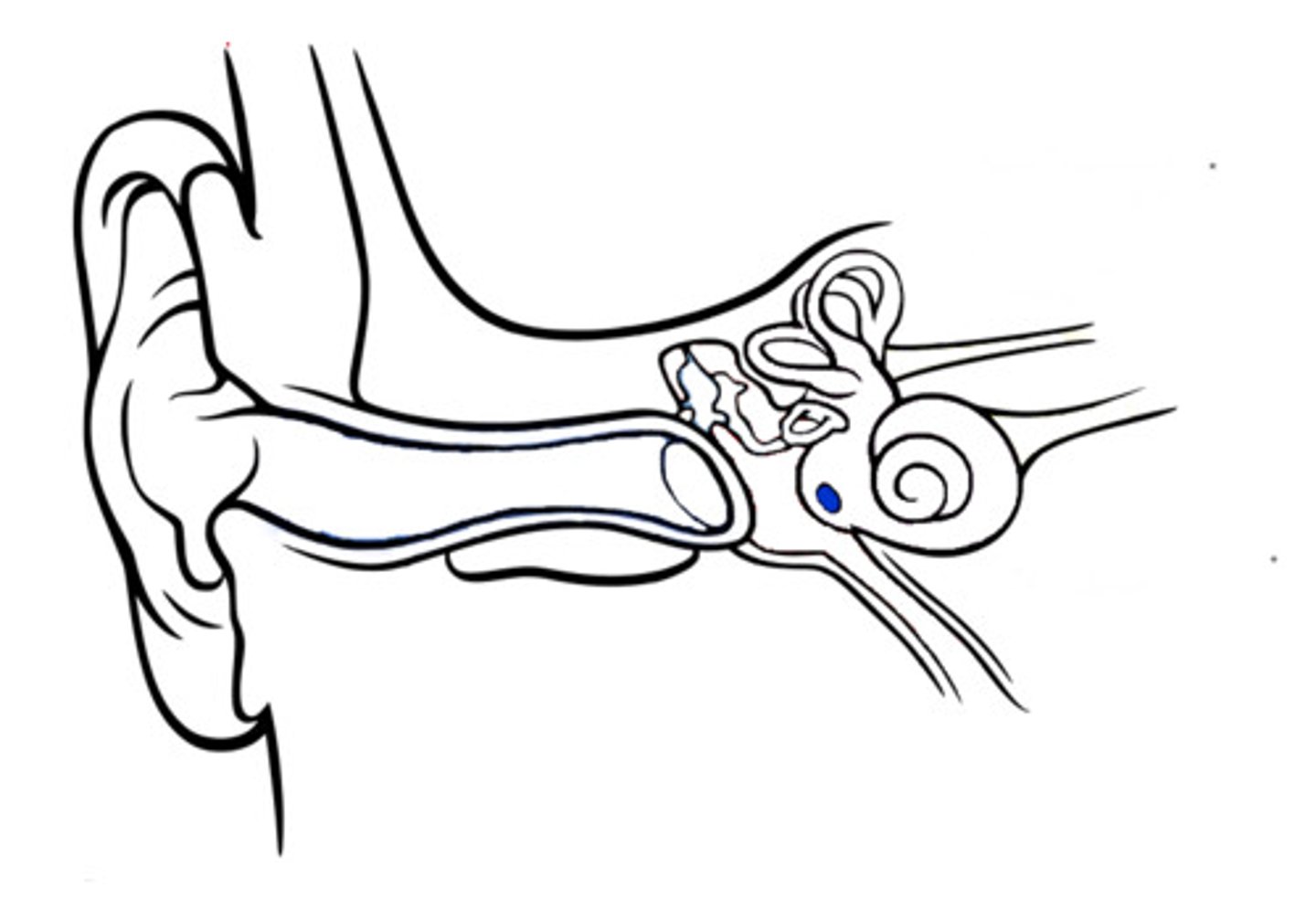 <p>A membrane-covered opening separating cochlea from the middle ear. acts as a pressure release valve for energy entering the cochlea via oval window</p>