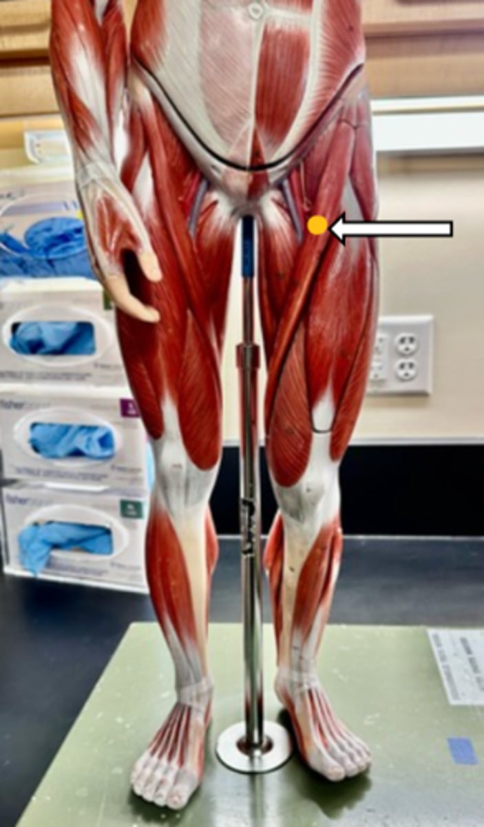 <p>sartorius (function)</p>