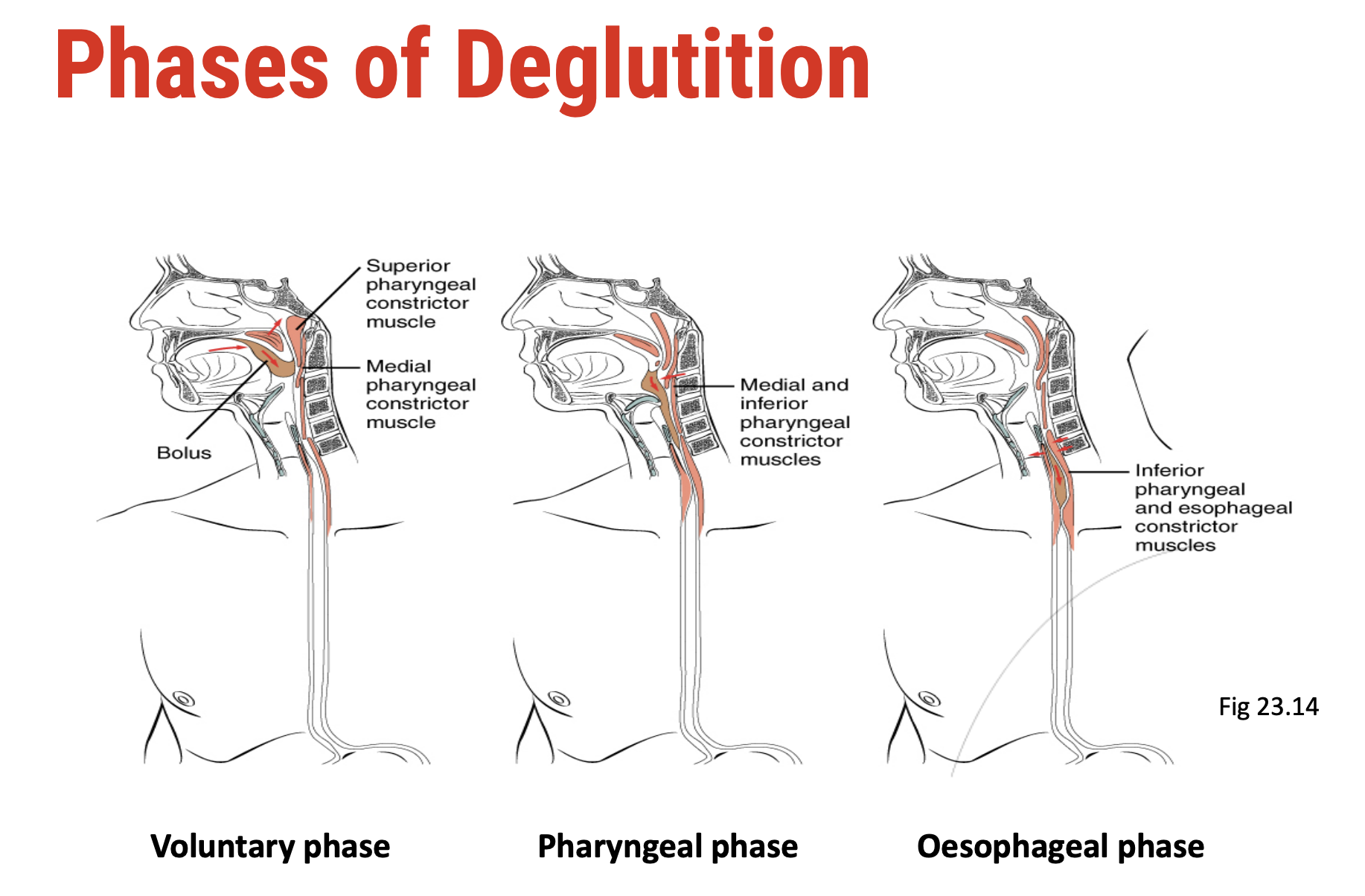 <ol><li><p><strong><em><u>Voluntary phase</u></em></strong></p><p>Body controls how long the food remains in mouth</p></li><li><p><strong><em><u>Pharyngeal phase</u></em></strong></p><p>Food becomes ‘bolus’. Presence of a bolus in the pharynx stimulates pharyngeal receptors, triggering a contraction from the pharynx to the oesophagus. <strong>Mucus</strong> is secreted, coating the bolus enabling smooth movement.</p></li><li><p><strong><em><u>Oesophageal phase</u></em></strong></p><p>Presence of a bolus in the oesophagus stimulates receptors in oesophageal lining, triggering <strong>peristalsis</strong>. <strong>Mucus</strong> is secreted, coating the bolus enabling smooth movement.</p></li></ol><p></p>