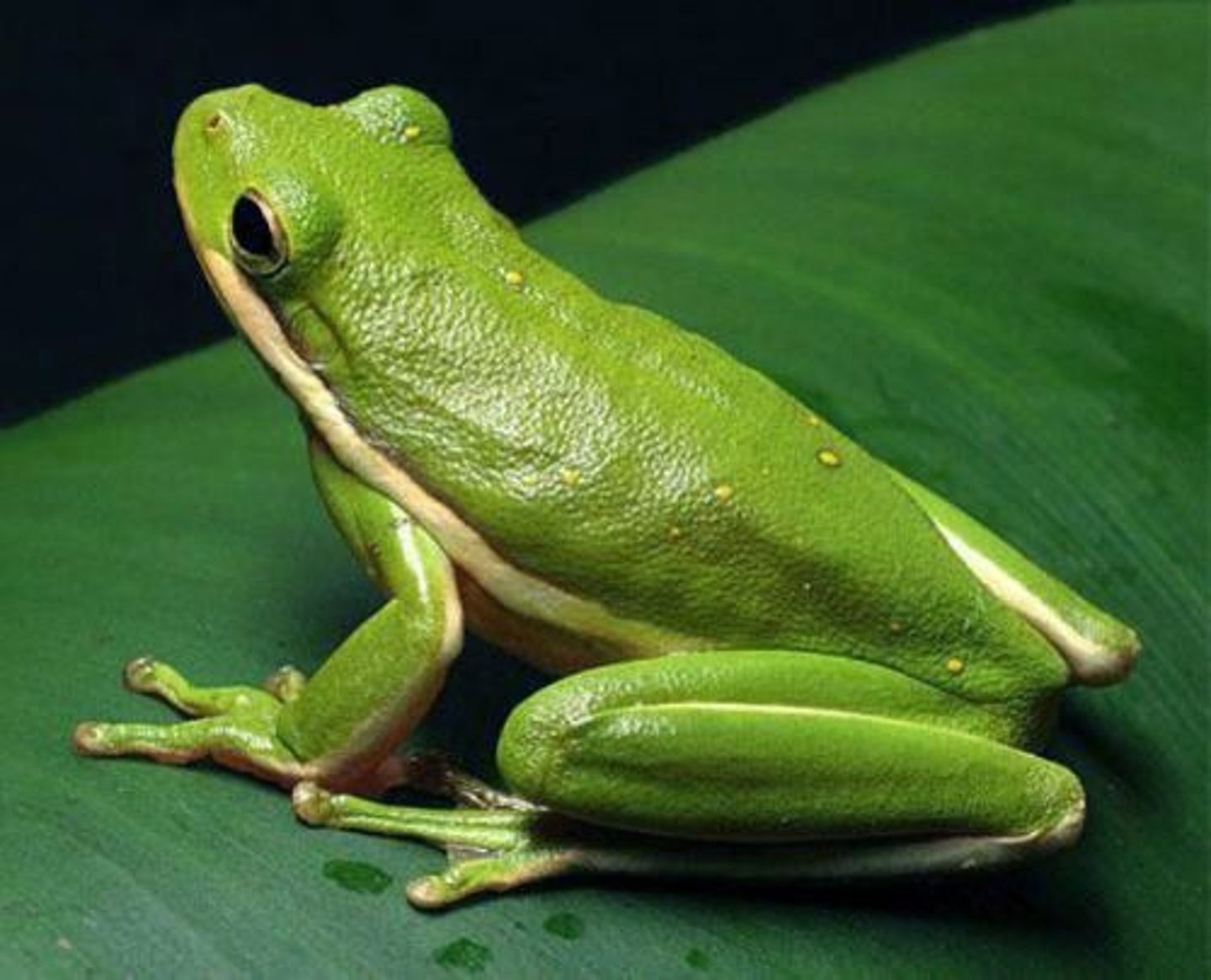 <p>Green Treefrog</p>