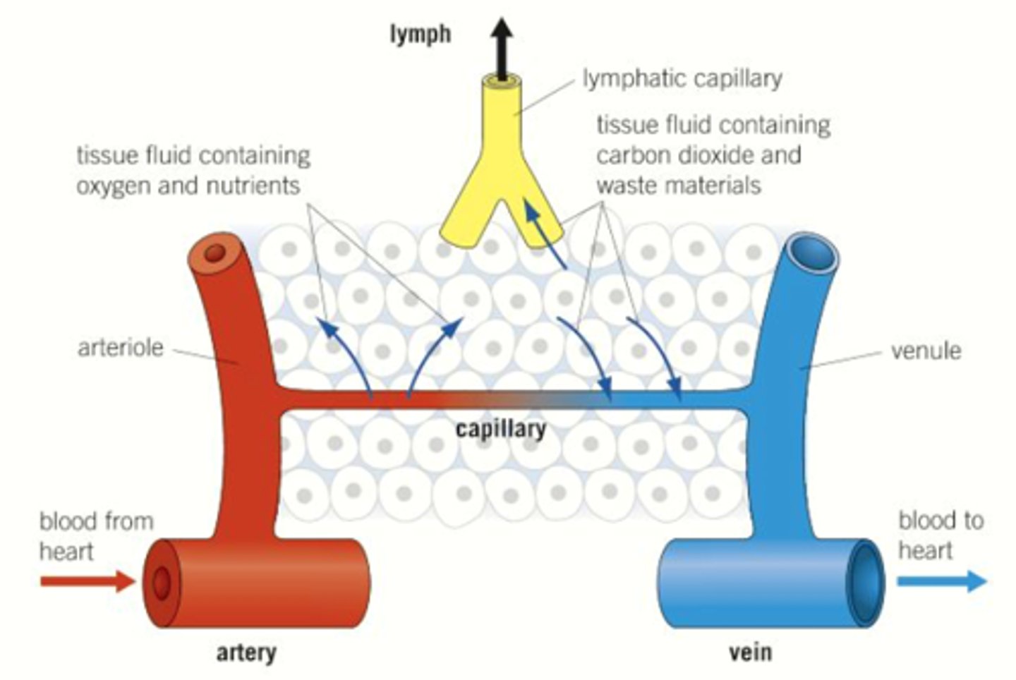 <p>This consists of lymph, lymph vessels, lymph nodes, lymph organs e.g. spleen, bone marrow. The lymph is the filtered fluid drained by the lymphatic system and is formed by plasma containing white blood cells. It helps to remove waste and infectious organisms for the tissues of the body. This system is the drainage and filtration system for the body and removes excess fluid from the bodily tissues. It also absorbs fatty acids and transports fats into the bloodstream so that it can be absorbed by the small intestines. Additionally, it produces white blood cells as part of the immune system, which then allows the production of antibodies.</p>