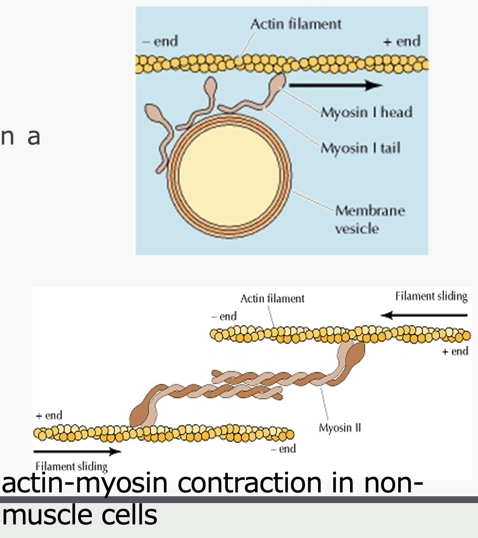 <p>____ produces cellular contraction by sliding actin filaments in opposite directions</p><p></p><ul><li><p><span>Several types of myosin motor proteins</span></p><ul><li><p><span>1-2 heads &amp; a tail</span></p></li></ul></li><li><p><span>Head repetitively binds and releases actin filament in a swinging motion, moving down filament</span></p><ul><li><p><span>Hydrolyze ATP in process</span></p></li></ul></li><li><p><span>Myosin can pull a vesicle along an actin filament</span></p></li><li><p><span>Myosin pulls 2 actin filaments toward each other to&nbsp;&nbsp;&nbsp;&nbsp; facilitate cell movement</span></p><ul><li><p><span>1 anchored to back of cell</span></p></li><li><p><span>1 anchored further forward in cell</span></p></li></ul></li></ul><p></p>