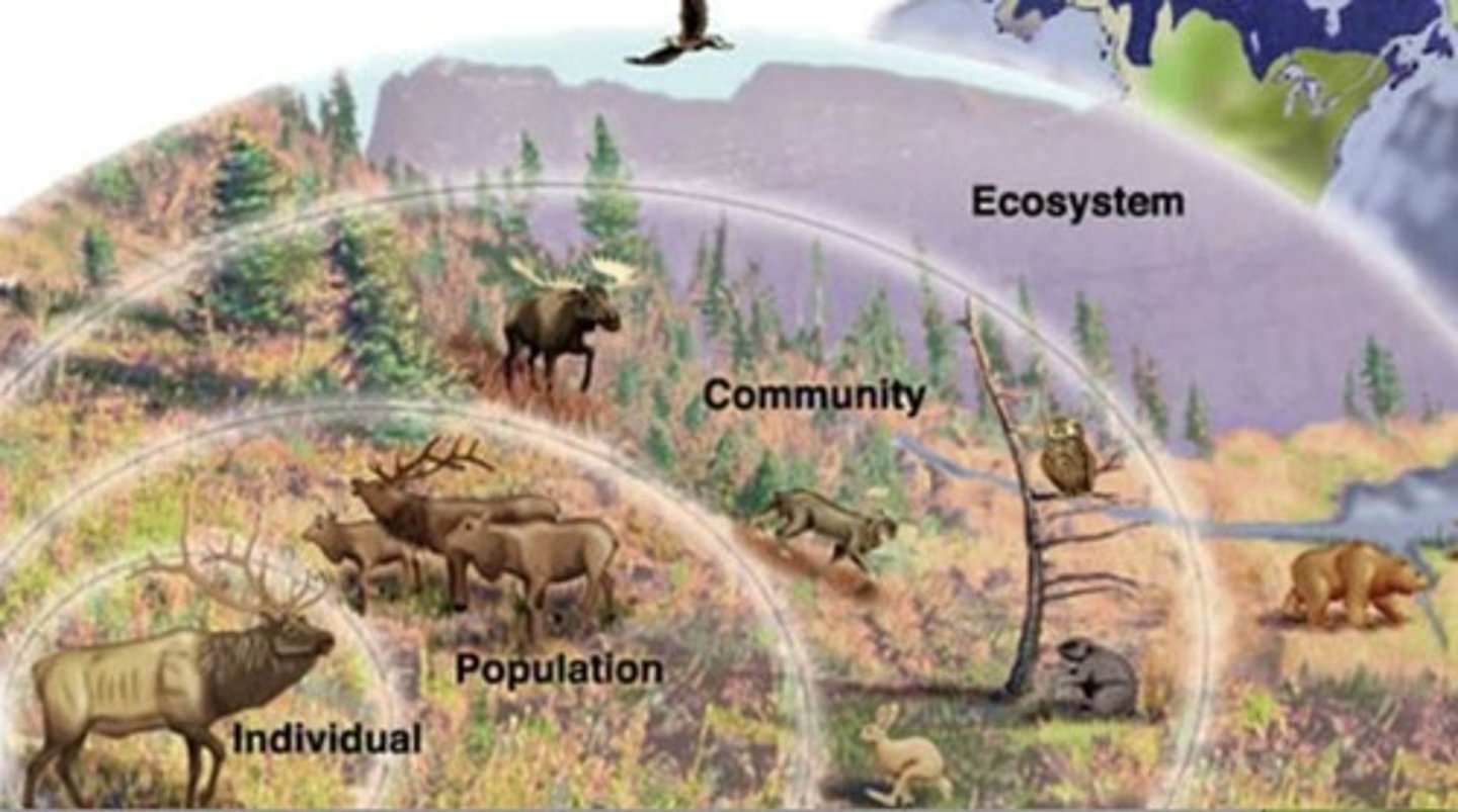 <p>All the organisms that live in a place, together with their physical environment.</p>