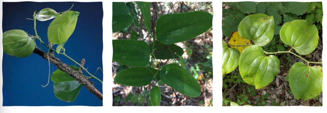 <p>Greenbrier, Smilacaceae family</p><p>thorny vines</p><p>simple leaves with entire margin</p><p>can have tendrils</p>
