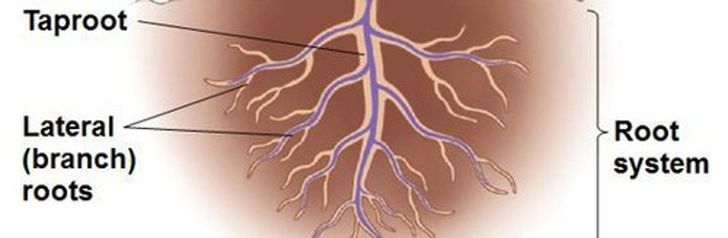 <p>Taproots are thicker and grow deeper (e.g., beet), while fibrous roots are shallower and provide support for tall plants (e.g., corn).</p>