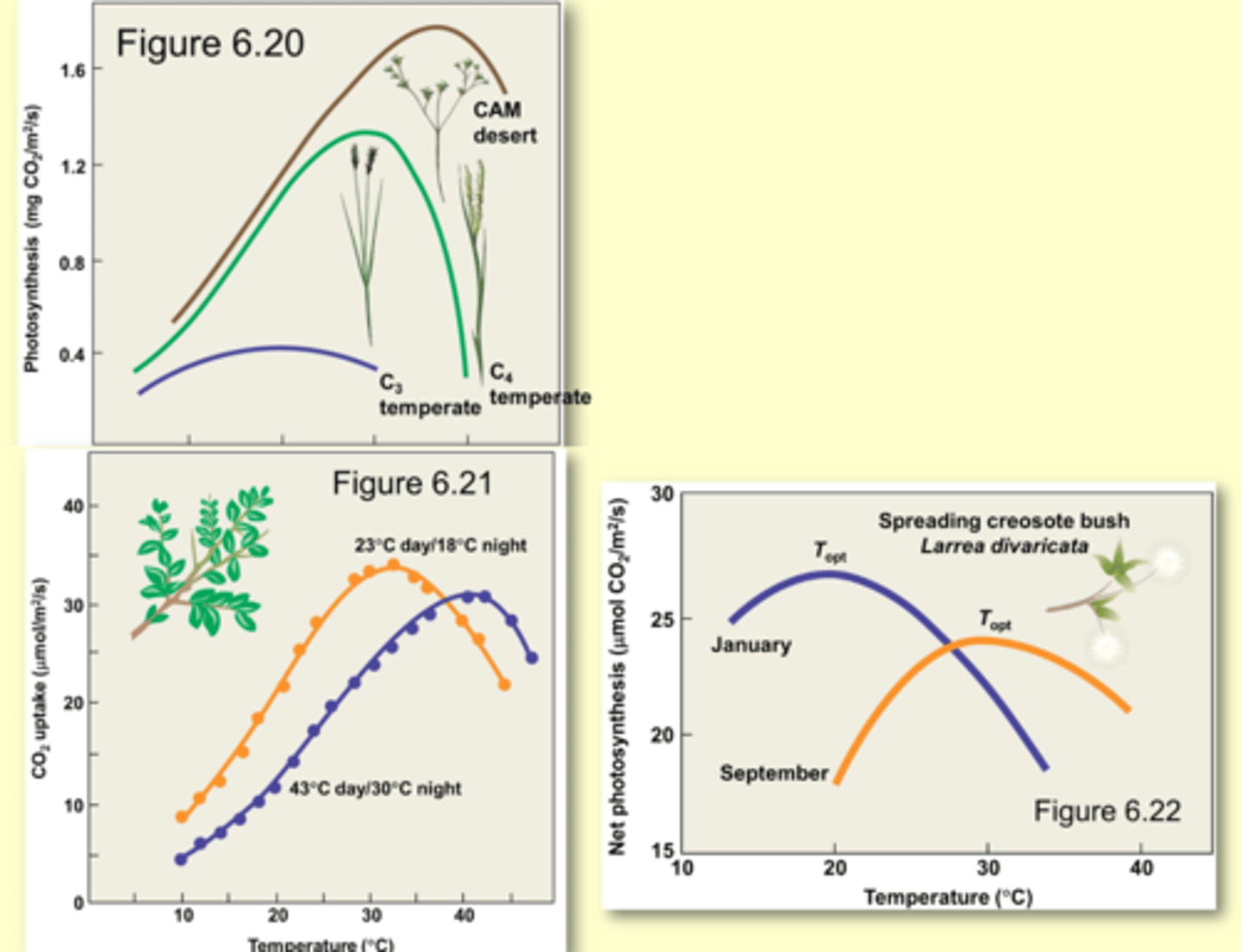 <p>- genetics</p><p>- photosynthesis type</p><p>- acclimation</p>