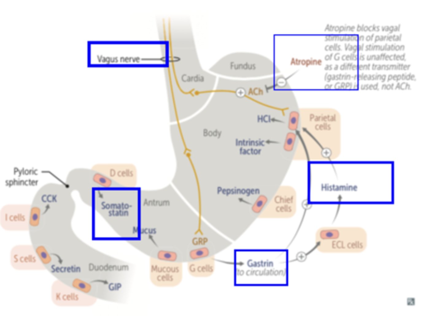 <p>GI endocrine hormone Gastrin is secreted from pyloric G-Cells in response to parasympathetic Vagus nerve stimulation</p><p>- may be mediated by the neurocrine agent Gastrin Releasing Peptide (GRP) or neurotransmitter ACh</p><p>- Gastrin is secreted into Blood and delivered to Parietal Cells where it stimulates H+ secretion</p>