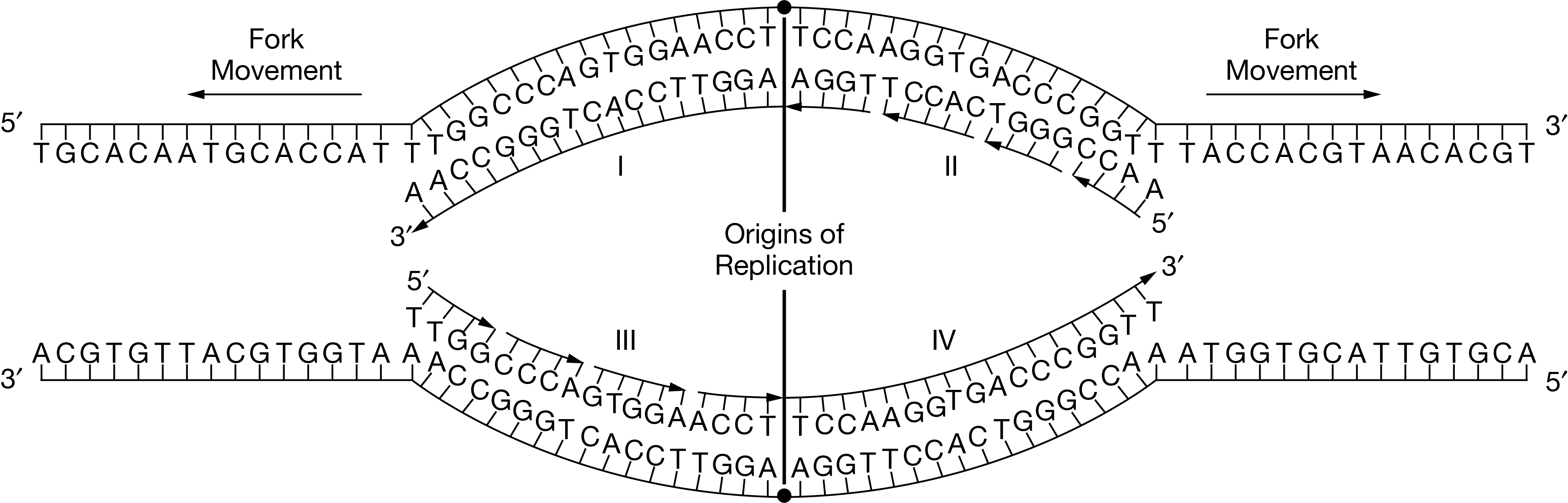 <p>Direction of synthesis is the order in which nucleotides are added to a growing DNA strand during replication or RNA during transcription.  5' to 3' direction, adding each new nucleotide to the 3' end of the strand.</p>