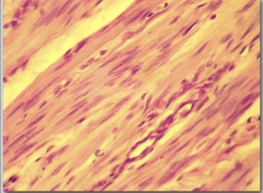 <p>around blood vessels the bronchioles; sphincter muscles; the pupil of the eye</p>