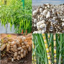 <p>Crops planted to sell for profit</p><p>Southern plantations grew <strong>tobacco</strong>, <strong>indigo</strong>, and <strong>rice</strong></p><p>Middle colonies grew <strong>grains</strong></p><p>The North-Eastern colonies climate was too cold</p>