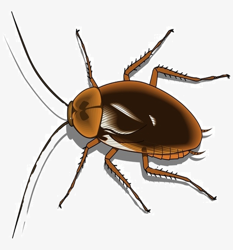 an organism that ingests non-living organic matter, e.g. mosquitos, cockroaches, termites, crabs