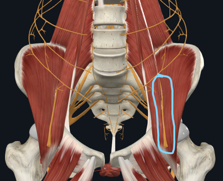 <p>What nerve is this</p>