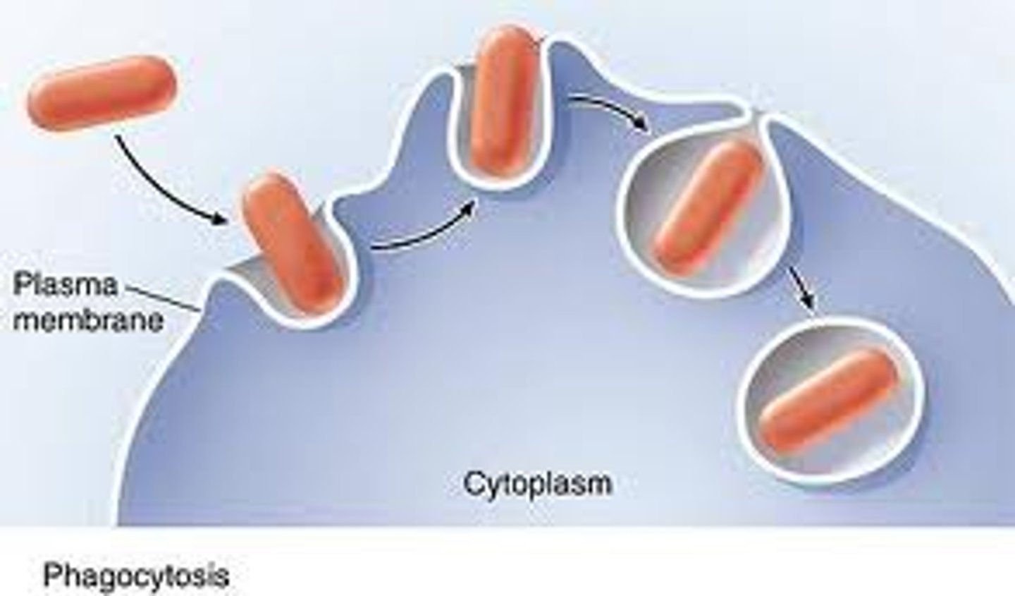 <p>When white blood cells surround and engulf (eat) harmful microbes.</p>