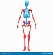 <p><strong>Appendicular</strong> skeleton, and it is divided into upper body and lower body. </p><p></p>