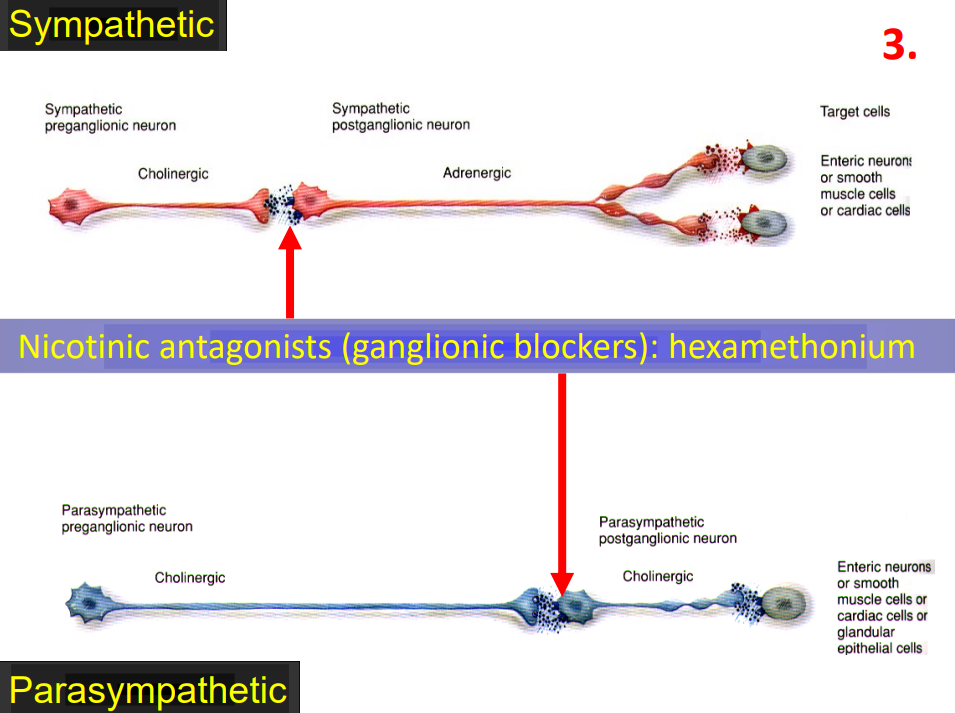 <p>Nicotinic Antagonist</p>
