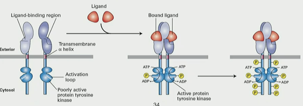 <ol><li><p>+ ligand → RTK dimerizes</p></li><li><p>cytosolic domain kinases phosphorylate each other on Tyr</p></li><li><p>phosphorylated Tyr residues provide docking site for SH2 and other proteins</p></li></ol><p></p>