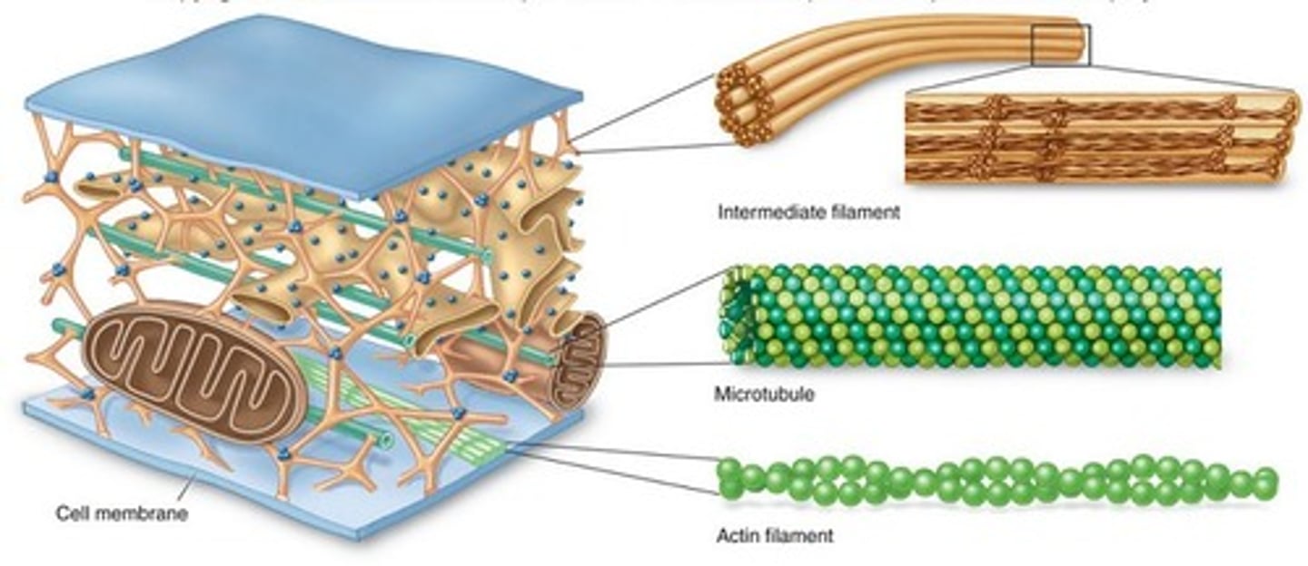 <p>specific example of a protein polymer, gives cells a shape, makes up the cytoskeleton in the cytoplasm of cell</p>