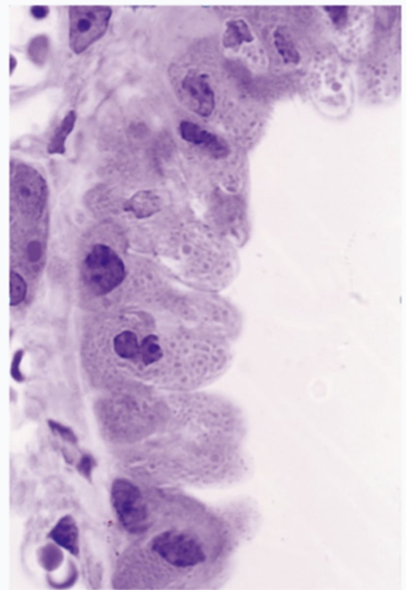 <p>What type of cells are these?</p>