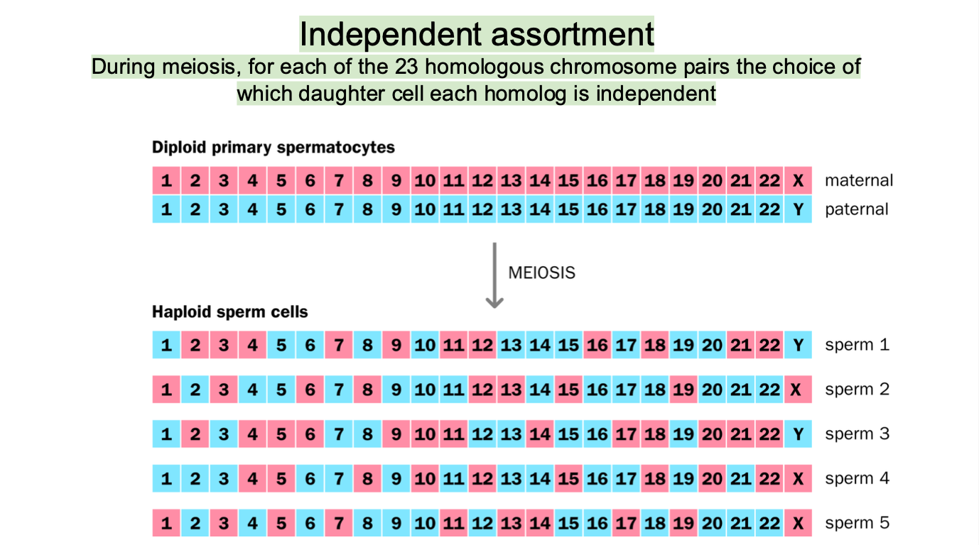 <p>The 23 chromosomes are aligned and separated in such a way that the combination of MATERNAL AND PATERNAL chromosomes in the resulting gametes is random</p><p></p><p>SPERM AND EGG CELLS HAVE A MIX OF CHROMOSOMES</p><p></p><p>Homologous chromosomes are <strong>RANDOMLY DISTRIBUTED </strong>to different <strong>daughter cells </strong>during anaphase 1 of meiosis</p><p>(ONE FROM MOM AND ONE FROM DAD)</p><p></p><p>23 CHROMOSOMES </p><p>2²³ COMBINATIONS possible </p><p>-High genetic diversity </p><p></p>