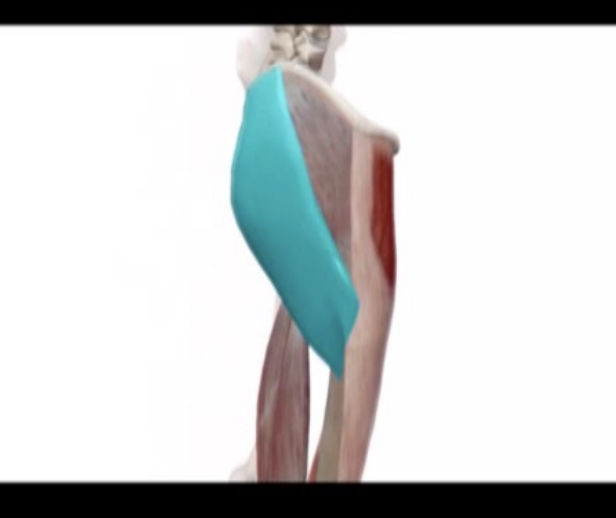 <p>Hip/Thigh Extensors</p>