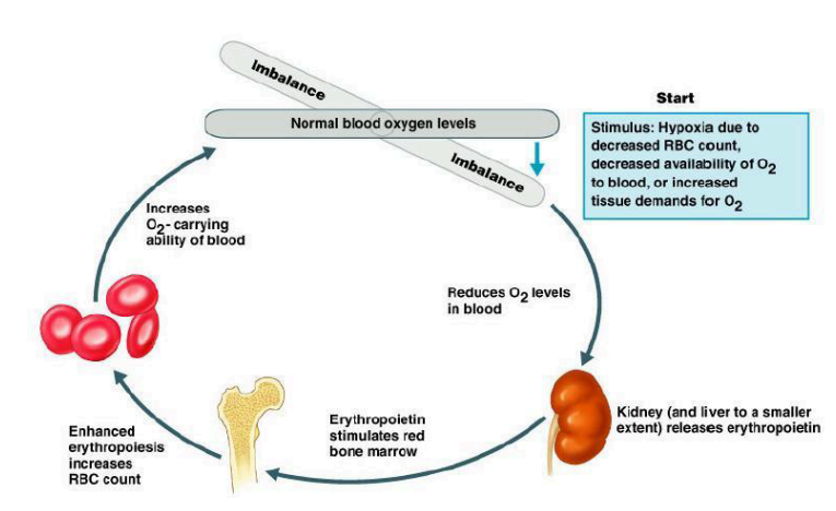 <p><strong>Negative feedback</strong></p><p></p><ul><li><p><span style="color: purple"><span data-name="bar_chart" data-type="emoji">📊</span> <strong>Negative Feedback Response</strong>:</span></p><ul><li><p><span style="color: purple"><span data-name="hospital" data-type="emoji">🏥</span> <strong>Triggers erythropoietin (EPO) release</strong> to <strong>stimulate RBC production</strong> in the bone marrow.</span></p></li><li><p><span style="color: purple"><span data-name="arrows_counterclockwise" data-type="emoji">🔄</span> Restores <strong>oxygen levels</strong> and <strong>prevents further syncope</strong>.</span></p></li></ul></li></ul><p></p>