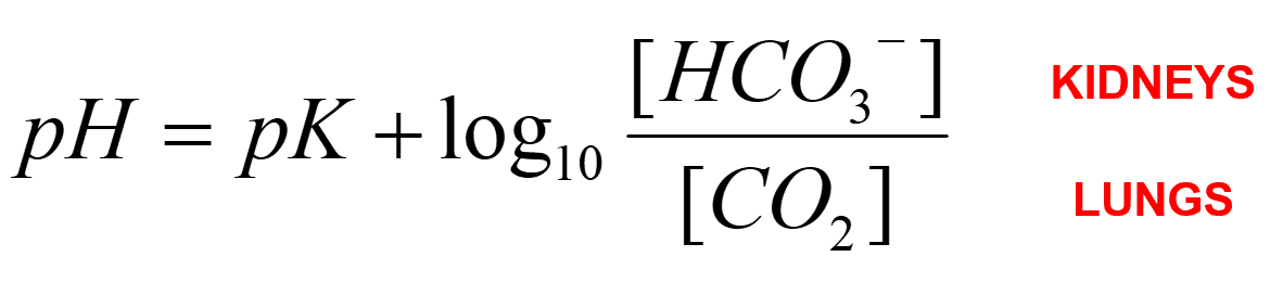 <ul><li><p>this equation allows us to calculate pH based on measurements of [HCO<sub>3</sub><sup>-</sup>] and [CO<sub>2</sub>] </p></li><li><p>pK is a constant for this reaction</p></li><li><p>[CO<sub>2</sub>] is calculated from partial pressure of CO<sub>2</sub> (pCO<sub>2</sub>)</p></li></ul><p></p>