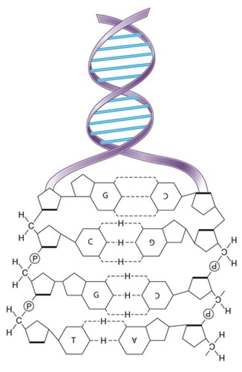 <p>Structure formed by two strands of nucleotide monomer units.</p>