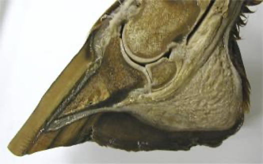 <p>Called the <strong>“coffin”</strong>… is buried within the hoof </p><p></p><p>Composed of:</p><ul><li><p>Middle / distal phalanges</p></li><li><p><u>Distal sesamoid (AKA NAVICULAR BONE)</u></p></li><li><p>Has an extensive joint capsule </p><ul><li><p>ANOTHER dorsal bursa for cushioning of the extensor tendon </p></li></ul></li></ul><p></p><p>Is a typical synovial joint, stabilized by collateral ligaments </p><p></p><p>Function:</p><ul><li><p>Flexion and extension </p></li><li><p>SOME ROTATION, unlike the rest of the interphalangeal joints </p><ul><li><p>Accounts for uneven ground</p></li></ul></li></ul><p></p>