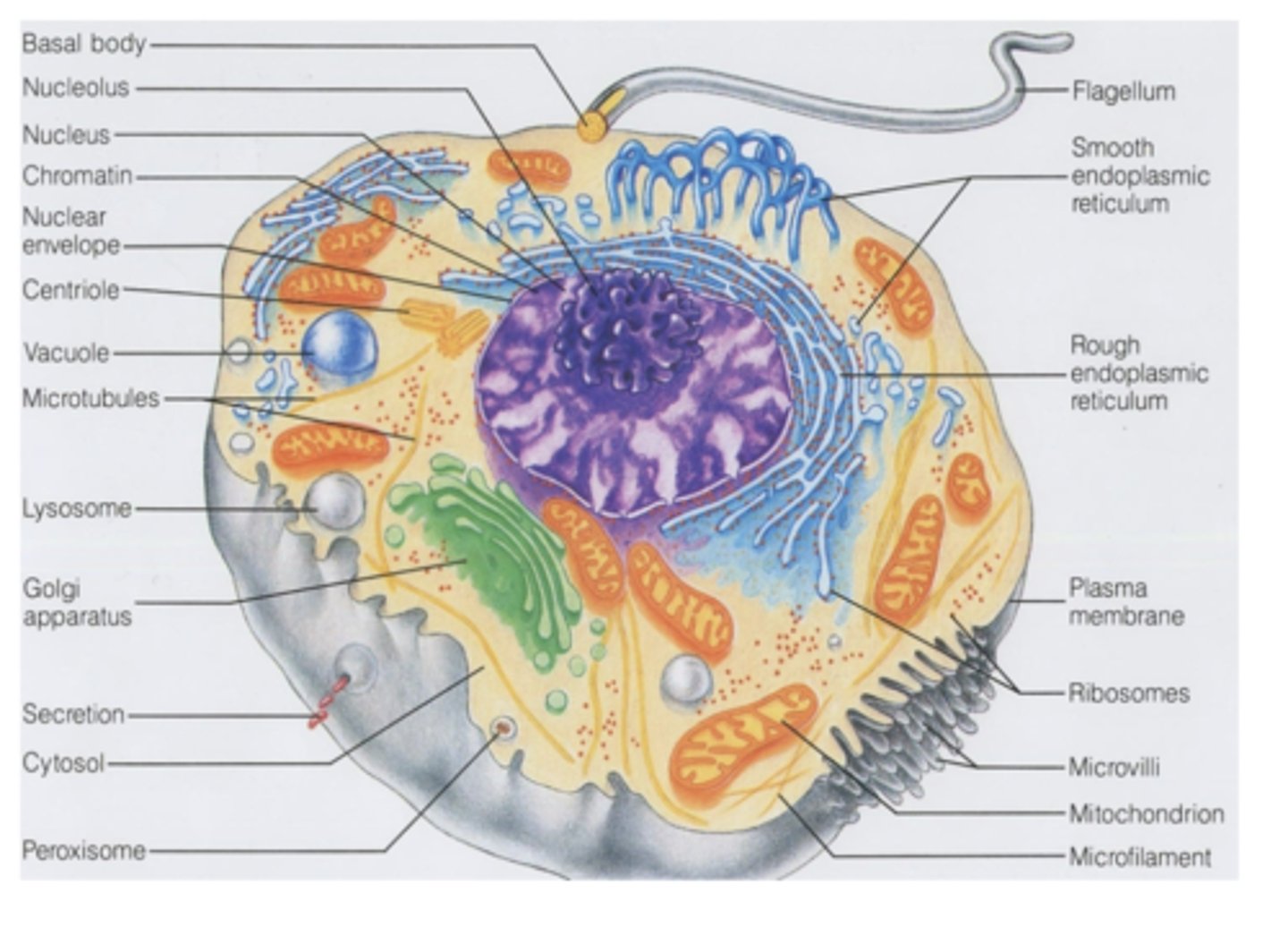 <p>What eukaryotic cell organelles are non-membranous? (5)</p>