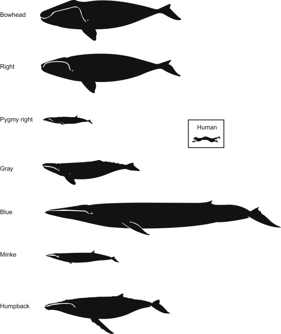 What sub-order of Cetacea contains baleen whales?