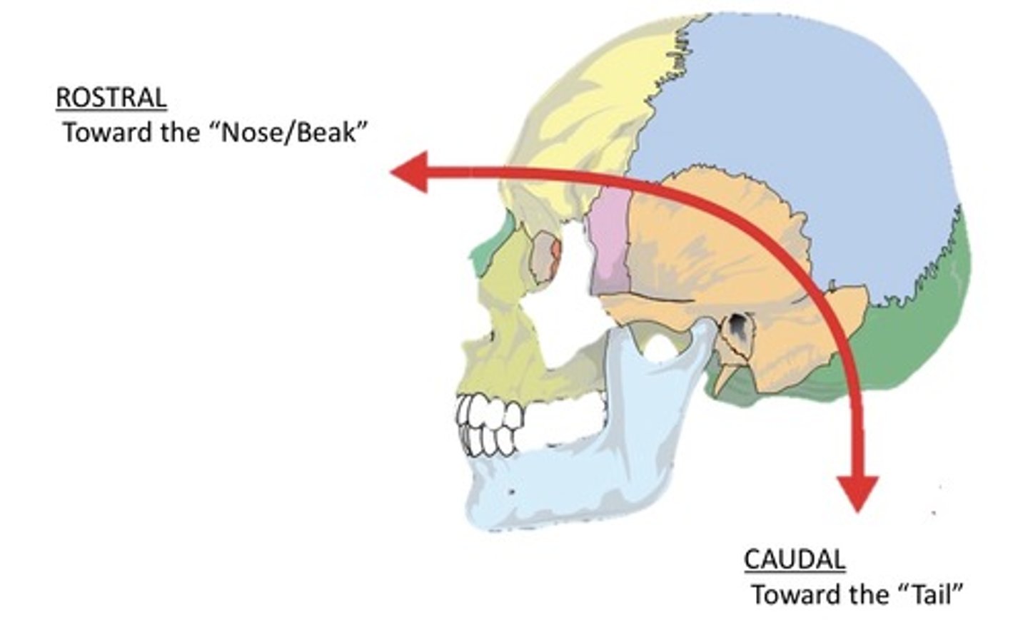 <p>Indicates towards the nose/beak</p>