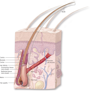 <p>What are the parts of a hair?</p>