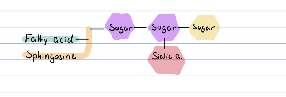 the carbohydrate part is an oligosaccharide, which contains a negatively charges sialic (N-acetylneuraminic) acid moiety

occur in grey matter of brain

cell type specfic antigens, receptor