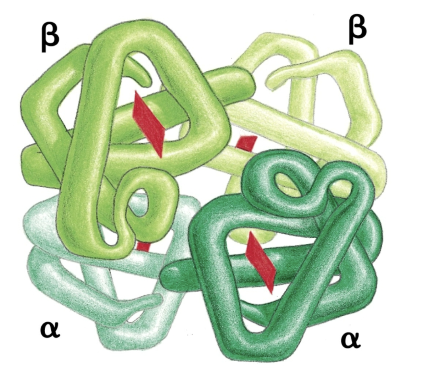 <p>Identical (homomers) and different (heteromers) subunit polypeptides!</p>