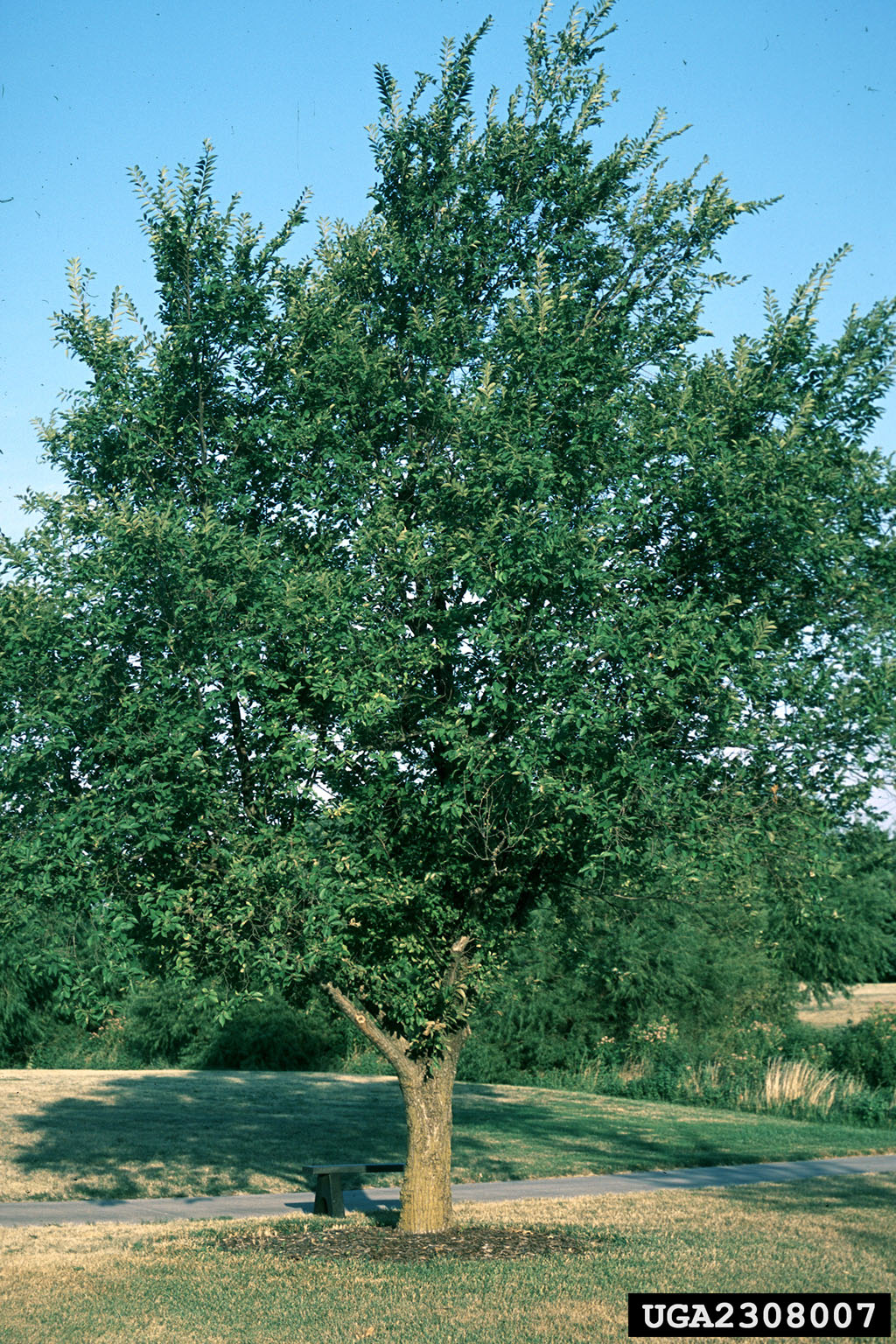 <p><em>Ulmus pumila</em></p>