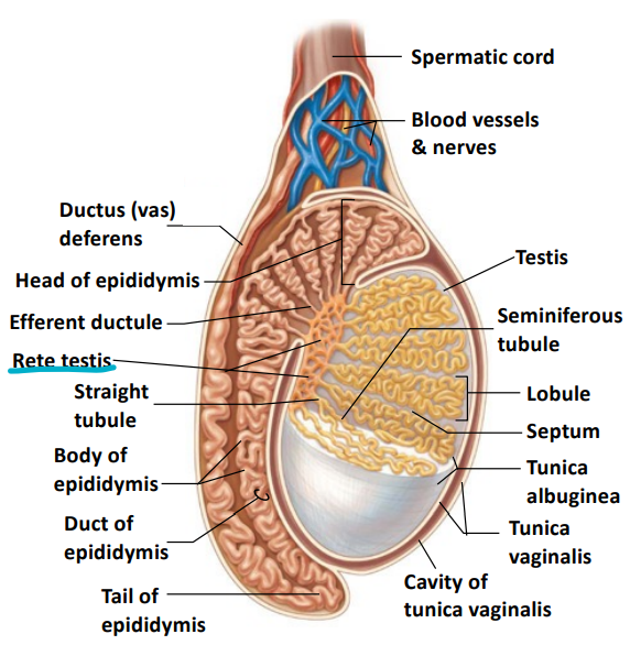 The rete testis and then to the epididymis via efferent ductules.
