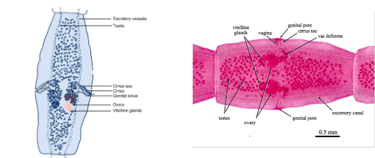 <p>What is the genus, species, and segment of this parasite?</p>